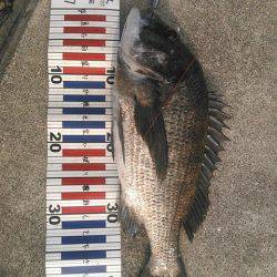 朝マヅメにチヌトップゲーム